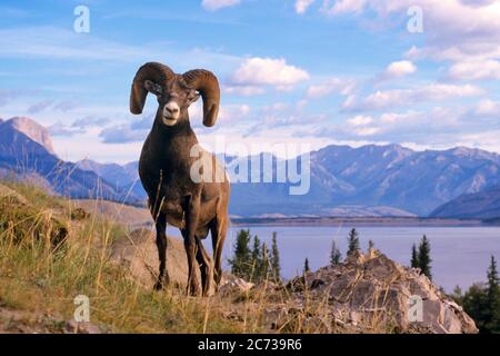 2000S ROCKY MOUNTAIN BIG HORN RAM OVIS CANADENSIS STEHEND BLICK AUF KAMERA ROCKY MOUNTAINS NORTH AMERICAN - KZ5127 ULR001 HARS RAM Stockfoto