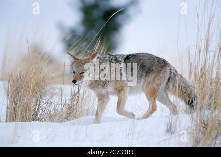 1990ER COYOTE CANIS LATRANS WANDERN IN VERSCHNEITEN WIESE YELLOWSTONE NATIONAL PARK WY USA - KZ5109 HFF002 HARS NORTH AMERICAN ROCKY PARKS YELLOWSTONE ZOOLOGY NATIONAL PARK PREDATOR WINTERLICH WY CANIS LATRANS COYOTE JÄGER SÄUGETIER NATIONAL PARK SERVICE ROCKY MOUNTAINS TRICKSTER WILDTIERE GREAT PLAINS ALTMODISCH Stockfoto