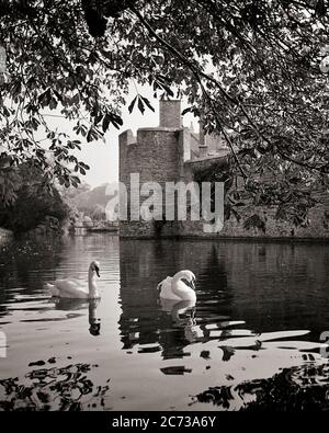1960ER-SCHWÄNE SCHWIMMEN IN DEN MEISTEN RUND UM DEN BISHOP'S PALACE IN WELLS SOMERSET ENGLAND UK - R3129 HAR001 HARS WELLS GEFLÜGELT 1300S SCHWARZ-WEISS EI-LEGEN GROSSBRITANNIEN HAR001 ALTMODISCHE SCHWÄNE VEREINIGTES KÖNIGREICH Stockfoto