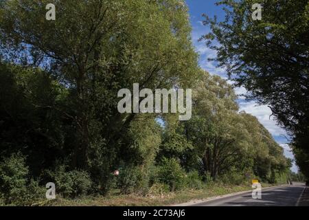 Harefield, Großbritannien. Juli 2020. 13 Bäume entlang der Harvil Road im Colne Valley, die voraussichtlich für die HS2-Hochgeschwindigkeitsstrecke geräumt werden. Tausende Bäume wurden bereits für das Projekt im Colne Valley gefällt. Kredit: Mark Kerrison/Alamy Live Nachrichten Stockfoto