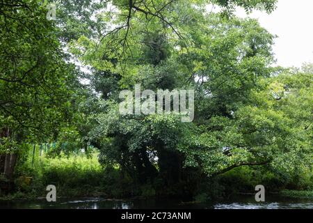 Denham, Großbritannien. Juli 2020. 13 Ein alter Erlenbaum am Fluss Colne, der in der Nähe von HS2 Bodenabräumarbeiten bei Denham Ford im Colne Valley liegt. Kredit: Mark Kerrison/Alamy Live Nachrichten Stockfoto