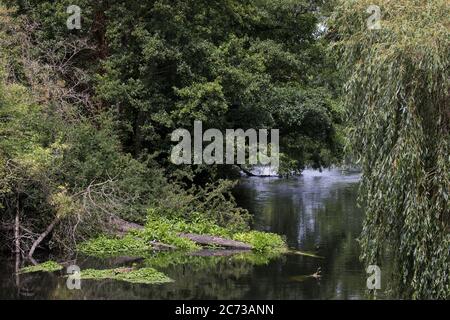 Denham, Großbritannien. Juli 2020. 13 Blick entlang des Flusses Colne auf eine alte Erle in der Nähe der HS2 Bodenabräumarbeiten bei Denham Ford im Colne Valley. Kredit: Mark Kerrison/Alamy Live Nachrichten Stockfoto