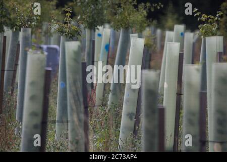 Harefield, Großbritannien. Juli 2020. 13 Von HS2 gepflanzte Setzlinge, um Tausende von Bäumen im Colne Valley für das Hochgeschwindigkeitsbahnprojekt zu ersetzen. Kredit: Mark Kerrison/Alamy Live Nachrichten Stockfoto