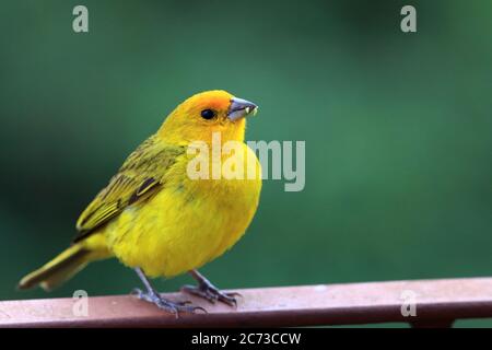 Foto eines Safranfinks (Sicalis flaveola) auf einem grünen Rasen Hintergrund in der Stadt Stockfoto