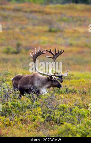 Bulle caribou in Samt Stockfoto