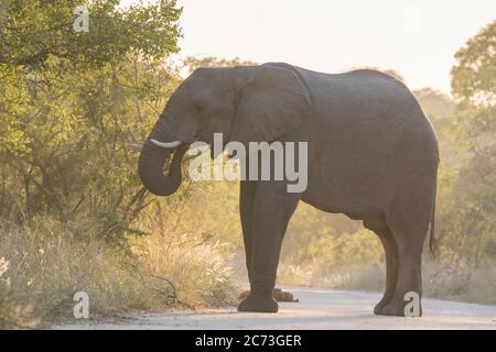 Elefanten essen Blätter auf der Straße, Kruger Nationalpark, Mpumalanga Provinz, Südafrika, Afrika Stockfoto