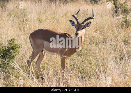 Impala männlich stehend und Aussichtspunkt in Savanne, Kruger Nationalpark, Mpumalanga Provinz, Südafrika, Afrika Stockfoto