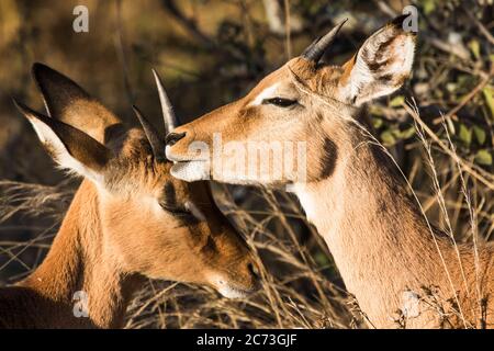 Impalas nähern sich einander, Krüger Nationalpark, Provinz Mpumalanga, Südafrika, Afrika Stockfoto