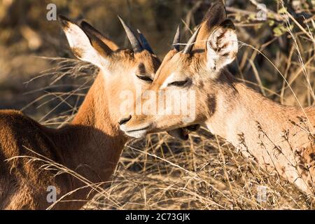 Impalas nähern sich einander, Krüger Nationalpark, Provinz Mpumalanga, Südafrika, Afrika Stockfoto