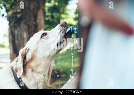 Kaukasische Frau, die ihrem goldenen Retriever Wasser aus der Flasche gibt, während sie im Park spazieren geht Stockfoto