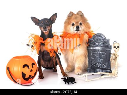 Zwergpinscher und spitz vor weißem Hintergrund Stockfoto
