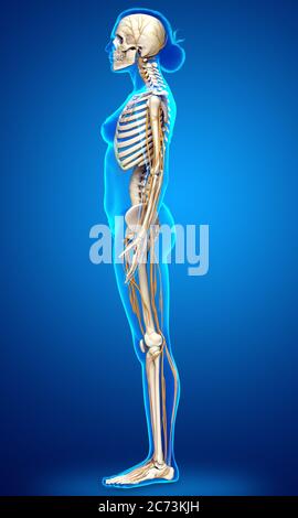 3d-Darstellung medizinisch akkurate Darstellung eines weiblichen Nervensystems und Skelettsystem Stockfoto