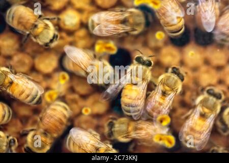 Nahaufnahme des hektischen Lebens von Honigbienen, die ihre jungen Generationen auf der Wabe im Bienenhaus füttern. Weicher Fokus mit unscharfen Bewegungen. Stockfoto