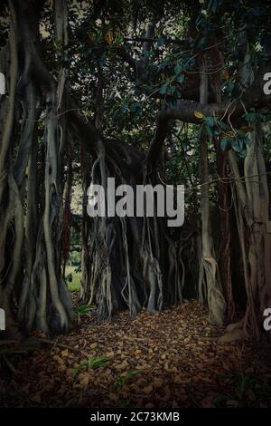 Geheimnisvoller dunkler Hintergrund des großen und alten banyan-Baumes mit äußeren Wurzeln. Stockfoto