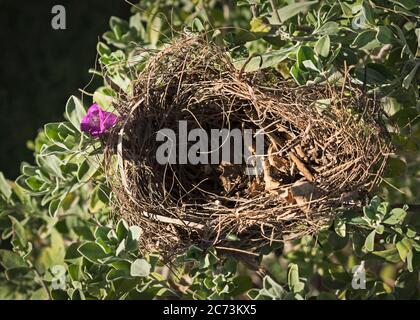 Ein alter verlassene leere Vogelnest in einem blühenden texas Ranger Leucophyllum Strauch neben einer einzigen dunkelrosa Magenta Blume Stockfoto