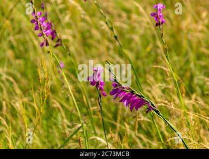 Schöne Landschaft mit wildem Gladiolus (Schingelgladiolus), geschützte Pflanze, Kabli, Pärnu County, Estland Stockfoto