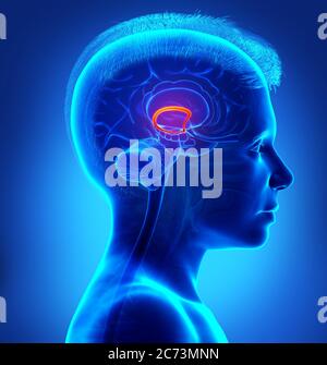 3d gerendert medizinisch genaue Illustration eines Jungen Gehirn fornix Stockfoto