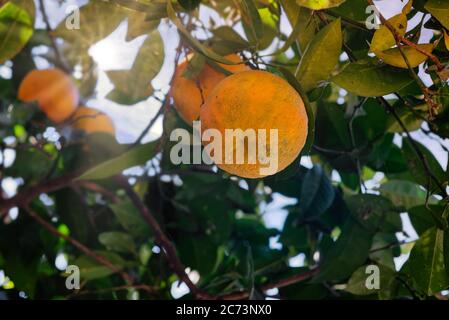 Mandarinen oder Orangen, Mandarinen, Clementinen, Zitrusfrüchte im Garten Stockfoto