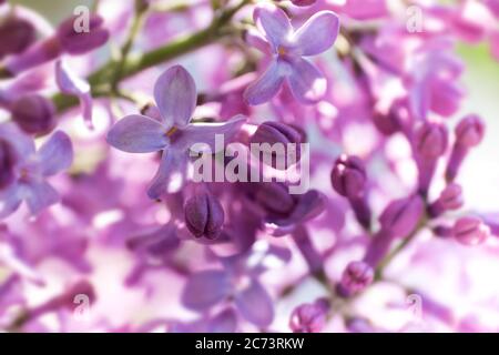 Nahaufnahme eines Zweiges mit lila Flieder duftenden Frühlingsblumen und einigen Knospen der Syringa Vulgaris. Frisches, sonniges impressionistisches Morgenfoto Stockfoto
