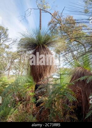 Grasbäume bei Greens Bush, Australien. Stockfoto