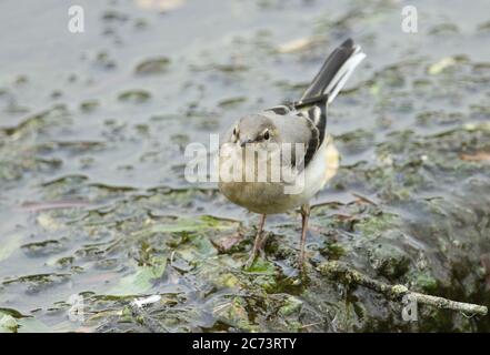 Ein niedlicher, noch junge Grauer Wagtail, Motacilla cinerea, auf der Jagd nach Nahrung auf einem Wehr. Stockfoto