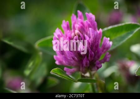 Makrofoto einer Blume des Trifolium Pratense oder Rotklee auf einer Wiese. Geringe Schärfentiefe, unscharfer Hintergrund Stockfoto