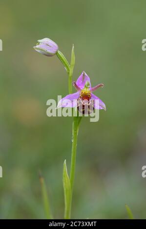 Nahaufnahme einer Bienenorchidee oder Ophrys-Apifera mit verschwommenem Hintergrund in einem Naturschutzgebiet in der Grafschaft Durham, England, Großbritannien Stockfoto