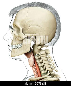 3d-Darstellung medizinisch akkurate Darstellung der männlichen Kehlkopfanatomie Stockfoto