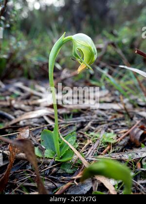 Nickende Greenhood Orchidee im Langwarrin Nature Reserve auf der Mornington Peninsula, Australien. Stockfoto