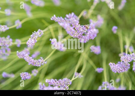 Schöne Biene bestäubt auf einer Lavendelblüte, die ihren Nektar konsumiert. Hochwertige Fotos Stockfoto