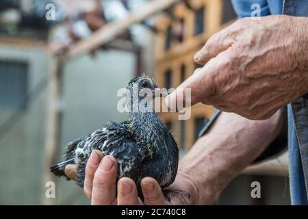 Taubenschnecke in der Liebe die menschlichen Hände. Stockfoto