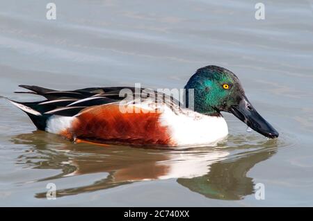 Nördliche Schaufelente, Spatula clypeata, horizontales Porträt eines erwachsenen Männchens im Zuchtgefieder, das auf dem Wasser schwimmt. Stockfoto