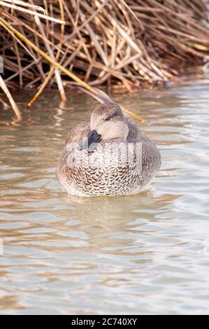 Gadwall, Mareca strepera, erwachsener Rüde, der in einem See ruht. Stockfoto