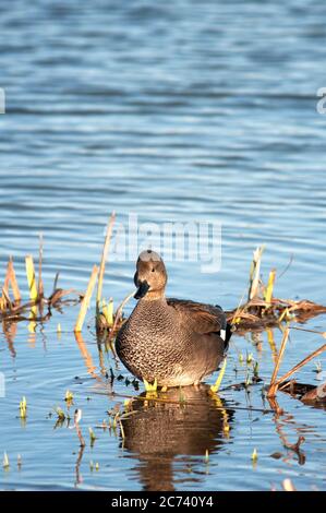 Gadwall, Mareca strepera, erwachsener Rüde, der in einem See ruht. Stockfoto