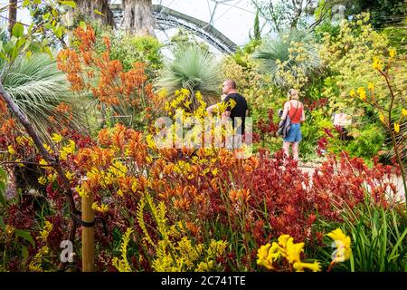 Besucher, die im Rahmen des Eden Project Complex in Cornwall durch den Western Australia Garden im Mediterranean Biome spazieren. Stockfoto