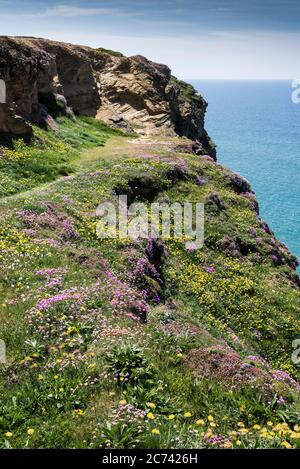 Meeresblüte Armeria maritima und Nierenziefer Anthyllis velneraria wächst auf dem Küstenpfad bei Bedruthan Steps in Carnewas in Cornwall. Stockfoto