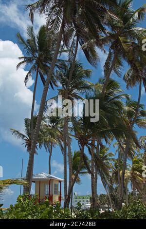 Palmen am Strand auf der Insel San Andres in Kolumbien Stockfoto