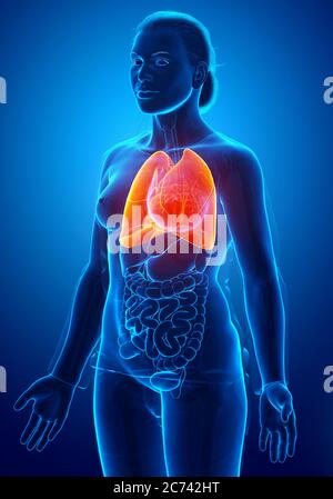 3d-gerenderte, medizinisch genaue Darstellung einer männlichen Lungenanatomie Stockfoto