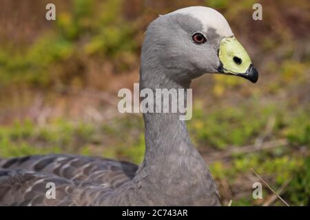 Kopf der Cape Barren Goose oder Cereopsis novaehollandiae von Phillip Island in Australien Stockfoto