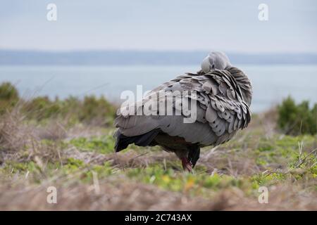 Cape Barren Goose oder Cereopsis novaehollandiae dreht sich mit dem Kopf zwischen den Federn seines Flügels auf Churchill Island Heritage Farm, Phillip Isla Stockfoto