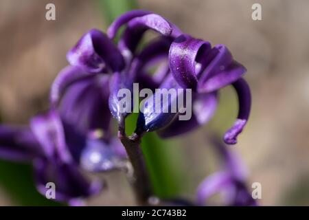 Teil einer schönen frischen und hellen violetten Hyazinthe Blume in einem frühen Frühlingsgarten. Sehr enge Schärfentiefe Stockfoto