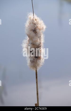 LaubCattail oder Typha latifolia ist eine Wasserpflanze mit Blütenstand braune Zigarre. Flauschige Samen und Staub haben sich angefügt Stockfoto