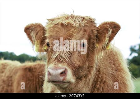 Kopf eines galloway-Kalbes als Porträt Stockfoto