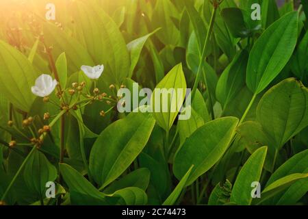 Nahaufnahme von grünen Blattblumen am Morgen Stockfoto