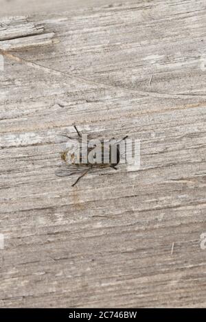 Die Pferdefliege (Tabanus bromius) thront auf einem Holzzaun