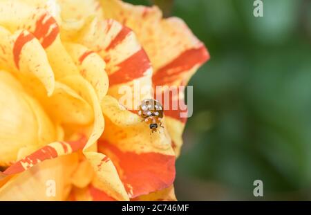 Marienkäfer (Calvia 14-guttata) auf einer Rose Stockfoto