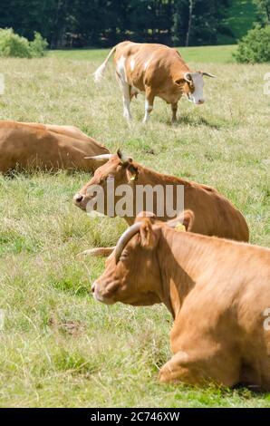 Bos Taurus, Kühe, heimische braune limousin Viehzucht auf einer Weide im Land in Rheinland-Pfalz, Deutschland, Westeuropa Stockfoto