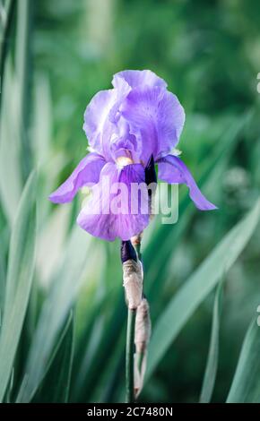 Einzelne Blume der lila Iris auf einem grünen Hintergrund. Nahaufnahme. Vertikaler Rahmen. Stockfoto
