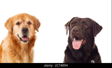 Zwei verschiedene Hunde isoliert auf weißem Hintergrund Stockfoto