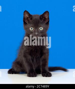 Schwarze Katze mit grünen Augen auf blauem Hintergrund Stockfoto